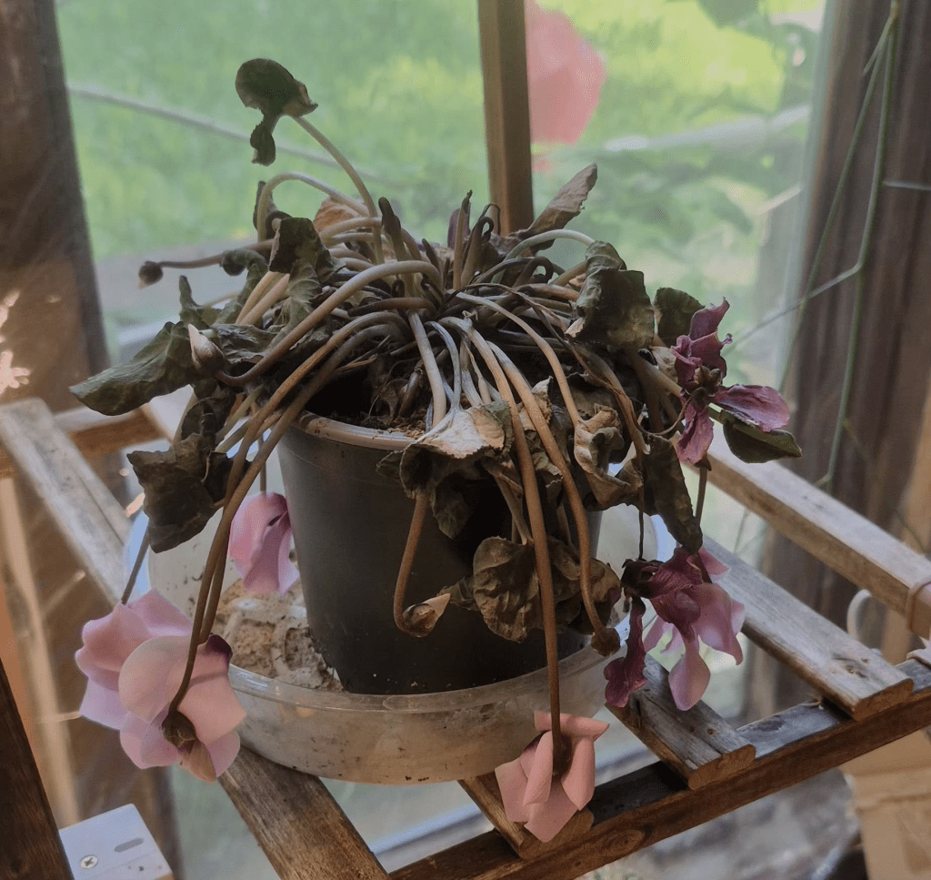 Wilted plant